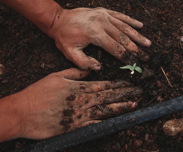 agricoltura mani